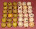 Baseballs-3Dozen-2_800