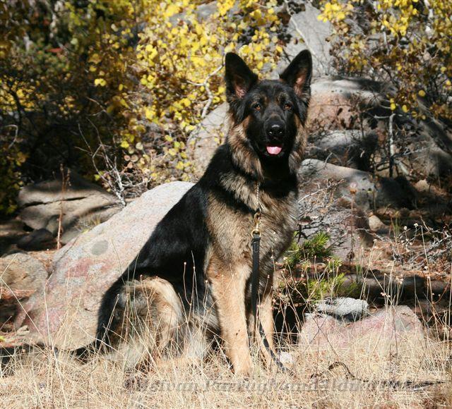 KormosFather_Jake_2006-10_015.jpg - Kormos Father Jake Two Years Old