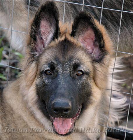 KormosSister_Jet_2007-04_4Months.jpg - Kormos Sister Jet - Four Months Old