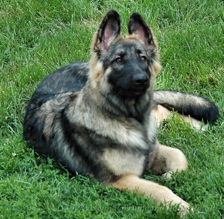 KormosSister_Jet_2007-06_6M.jpg - Kormos Sister Jet - Six Months Old