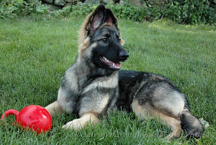 KormosSister_Jet_2007-06_6M1.jpg - Kormos Sister Jet - Six Months Old
