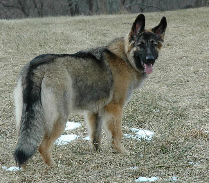 KormosSister_Jet_2008-01_3.jpg - Kormos Sister Jet - Thirteen Months Old