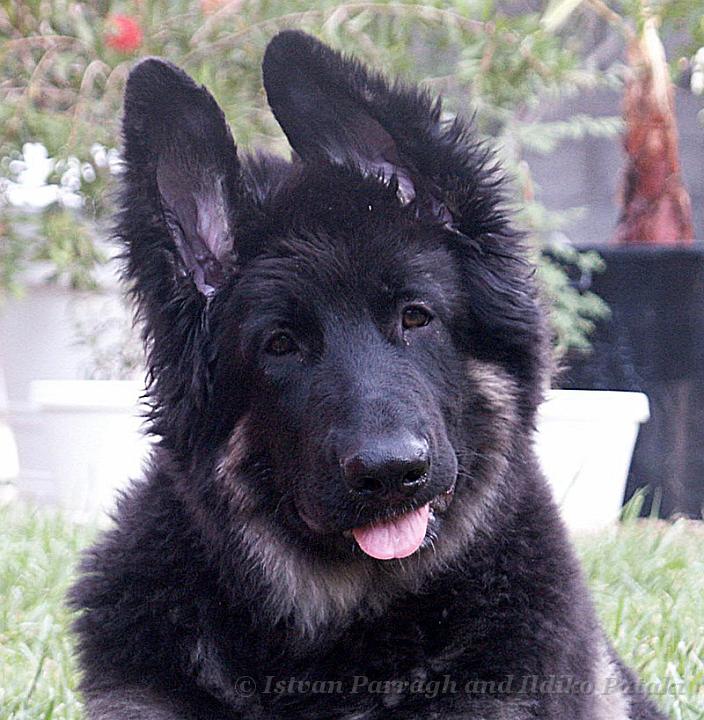 Kormos_2007-04_4Months_Port.jpg - Kormos Shiloh Shepherd - Four Months Old