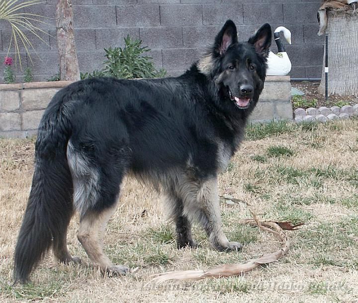 Kormos_2008-01_13Months23_.jpg - Kormos Shiloh Shepherd - Thirteen Months Old