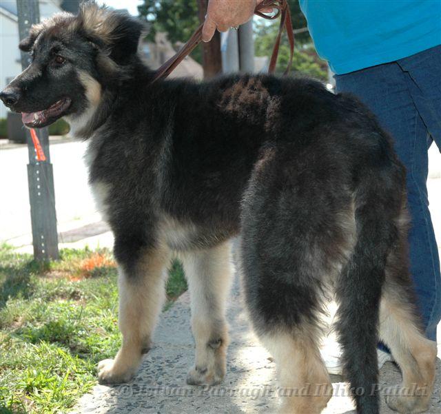 Kormos_Brother_Kenai_2007-06_6Mo.jpg - Kormos Brother Kenai Six Month Old