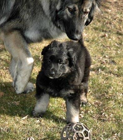 Kormos_MotherShelby_2007-01_6WeeksOld_PA7.jpg - Kormos Six Weeks Old and Mother Shelby