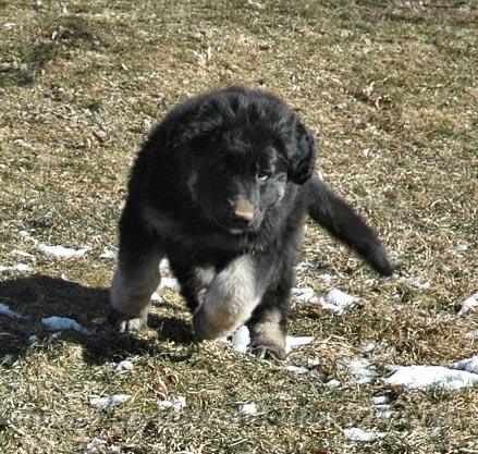 Kormos_2007-02_8W_PA3.jpg - Kormos - Shiloh Shepherd - Eights Weeks Old - Jumping