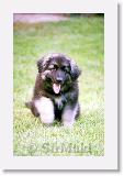 SirMuki_10W_1998Aug_B25 * Sirmuki - 10 Weeks old Shiloh Shepherd - in Las Vegas, Nevada - 1998 August * 500 x 781 * (52KB)