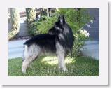 SirMuki_2005Sep_LV9 * Sirmuki - 7 Years old Shiloh Shepherd - in Las Vegas, Nevada - 2005 September * 800 x 600 * (155KB)