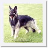 Sirmuki_2000Jun * Sirmuki - 2 Years old Shiloh Shepherd - in Las Vegas, Nevada - 2000 June * 600 x 600 * (116KB)