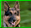 Buksi  - German Shepherd - 1983-1995