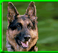 Buksi - German Shepherd - 1983-1995