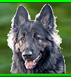 Kormos - Shiloh Shepherd - Born in Dec 15. 2006