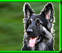 SirMuki - Shiloh Shepherd - 1998-2007