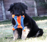 Kormos Kincsem - 11 weeks old Shiloh Shepherd