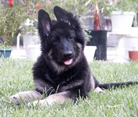 Kormos Kincsem - 16 weeks old Shiloh Shepherd