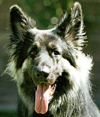 SirMuki - Two Years old Shiloh Shepherd