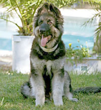 SirMuki - Four Month old Shiloh Shepherd