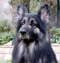 SirMuki - Eight Years old Shiloh Shepherd