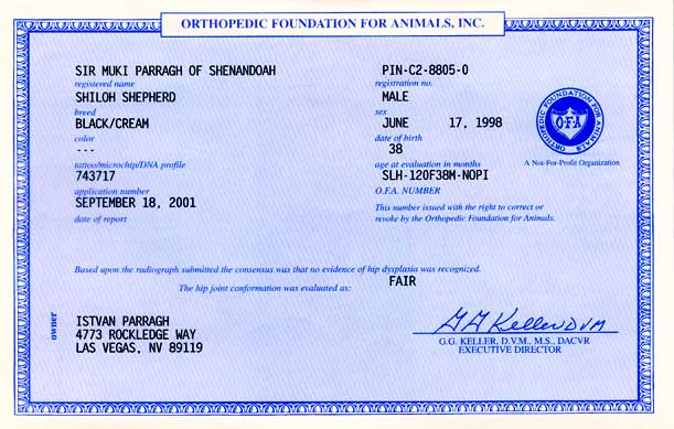 SirMuki - International Shiloh Shepherd Champion - OFA Certificate - Click Image to Close